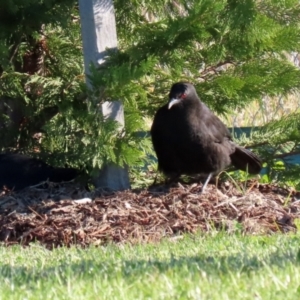 Corcorax melanorhamphos at Tralee, NSW - 12 Jun 2022 02:14 PM