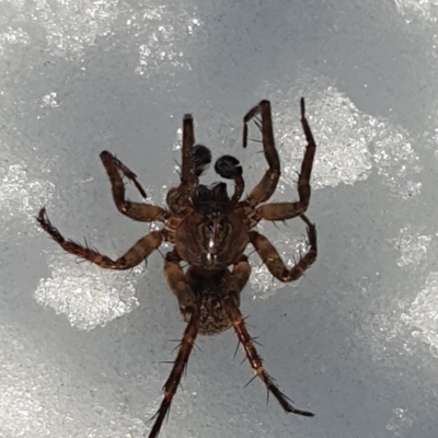 Australomimetus sp. (genus) (Unidentified Pirate spider) at Cotter River, ACT - 12 Jun 2022 by gregbaines