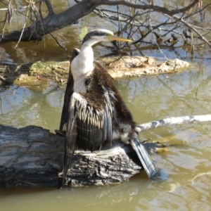 Anhinga novaehollandiae at Fyshwick, ACT - 12 Jun 2022