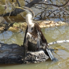 Anhinga novaehollandiae at Fyshwick, ACT - 12 Jun 2022