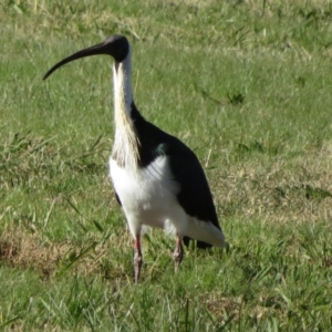 Threskiornis spinicollis at Campbell, ACT - 12 Jun 2022 01:59 PM