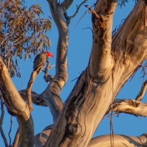 Callocephalon fimbriatum at Chapman, ACT - suppressed