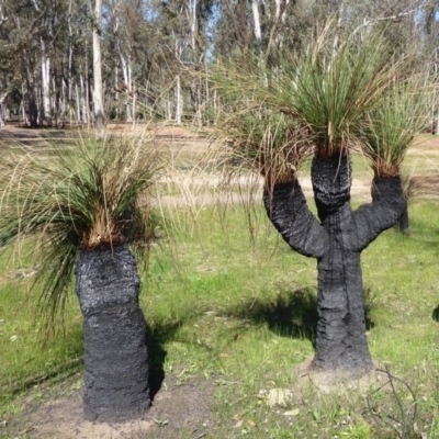 Xanthorrhoea preissii (Balga) at Gorrie, WA - 12 Sep 2019 by Christine