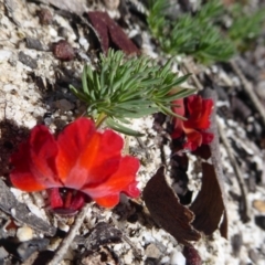 Lechenaultia formosa (Red Lechenaultia) at Williams, WA - 13 Sep 2019 by Christine