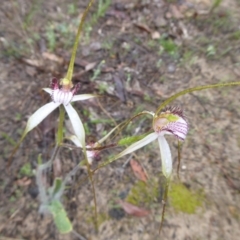 Caladenia longicauda (White Spider Orchid) at Takalarup, WA - 14 Sep 2019 by Christine