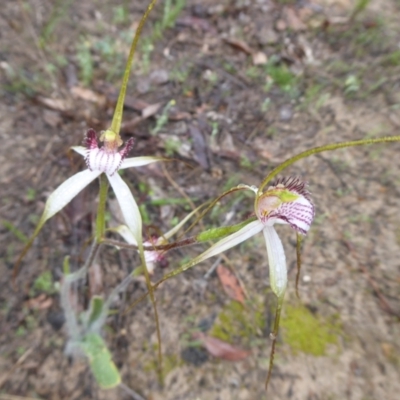 Caladenia longicauda (White Spider Orchid) at Takalarup, WA - 14 Sep 2019 by Christine