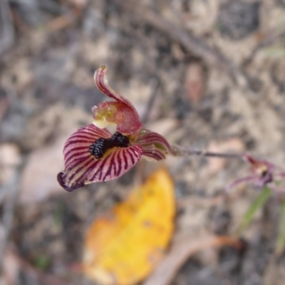 Caladenia cairnsiana (Zebra Orchid) at Takalarup, WA - 14 Sep 2019 by Christine