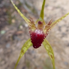 Caladenia pectinata (King Spider Orchid) at Takalarup, WA - 14 Sep 2019 by Christine