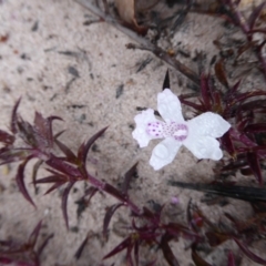 Hemiandra pungens (Snakebush) at Takalarup, WA - 14 Sep 2019 by Christine