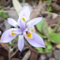 Moraea setifolia (Thread Iris) at Stirling Range National Park, WA - 14 Sep 2019 by Christine