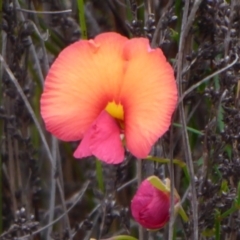 Unidentified Pea at Stirling Range National Park, WA - 14 Sep 2019 by Christine