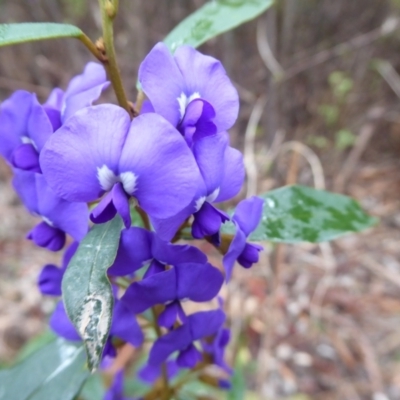 Hovea elliptica (Tree Hovea) at Porongurup, WA - 15 Sep 2019 by Christine