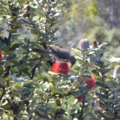 Banksia coccinea at Cheynes, WA - 16 Sep 2019 03:45 PM