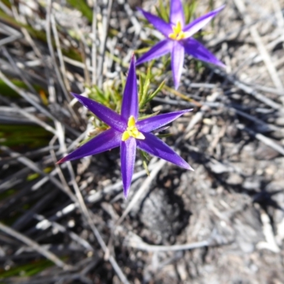 Calectasia grandiflora (Blue Tinsel-Lily) at Cheynes, WA - 16 Sep 2019 by Christine