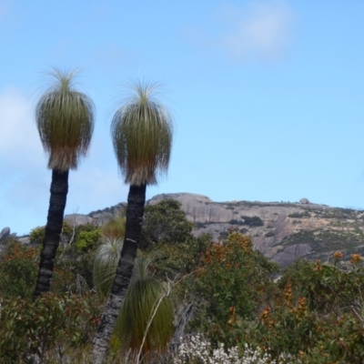 Xanthorrhoea (genus) (Grass Tree) at Cheynes, WA - 16 Sep 2019 by Christine