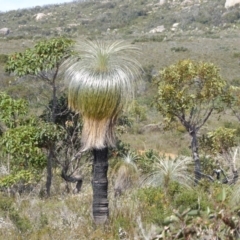 Xanthorrhoea (genus) at Cheynes, WA - suppressed