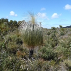Xanthorrhoea (genus) at Cheynes, WA - suppressed