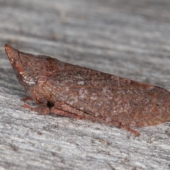 Smicrocotis obscura (Leafhopper) at Jerrabomberra, ACT - 13 Jun 2022 by rawshorty