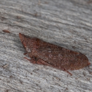 Smicrocotis obscura at Jerrabomberra, ACT - 13 Jun 2022