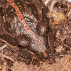 Limnodynastes tasmaniensis at Jerrabomberra, ACT - 13 Jun 2022