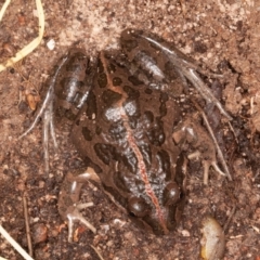 Limnodynastes tasmaniensis at Jerrabomberra, ACT - 13 Jun 2022