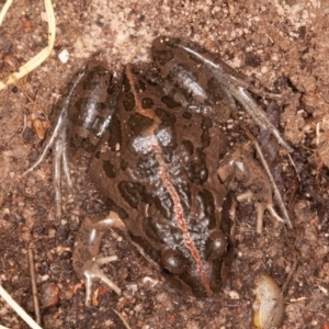 Limnodynastes tasmaniensis at Jerrabomberra, ACT - 13 Jun 2022