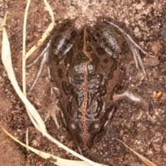 Limnodynastes tasmaniensis at Jerrabomberra, ACT - 13 Jun 2022