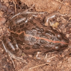 Limnodynastes tasmaniensis at Jerrabomberra, ACT - 13 Jun 2022