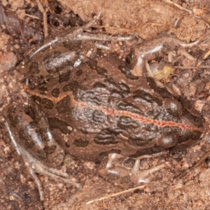 Limnodynastes tasmaniensis at Jerrabomberra, ACT - 13 Jun 2022 11:45 AM