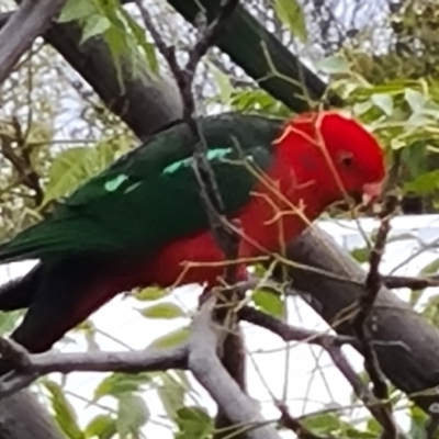 Alisterus scapularis (Australian King-Parrot) at Isaacs, ACT - 14 Jun 2022 by Mike