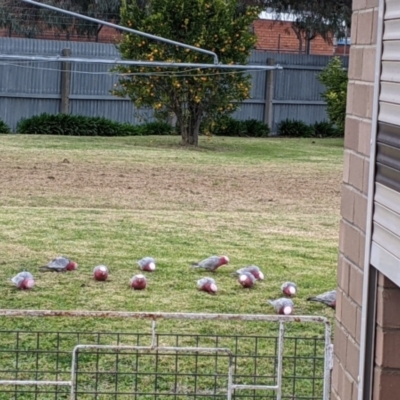 Eolophus roseicapilla (Galah) at North Albury, NSW - 13 Jun 2022 by Darcy