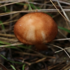 Unidentified Cap on a stem; gills below cap [mushrooms or mushroom-like] at Wodonga, VIC - 13 Jun 2022 by KylieWaldon