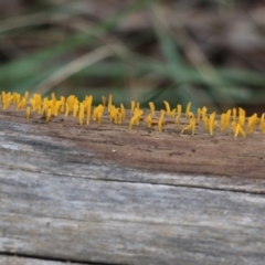 Unidentified Clubs/stalks on wood or on leaf/twig litter at Wodonga, VIC - 13 Jun 2022 by KylieWaldon