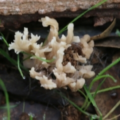 Unidentified Coralloid fungus, markedly branched at Wodonga, VIC - 13 Jun 2022 by KylieWaldon