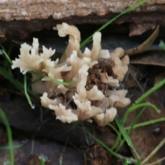 Clavulina sp. at Wodonga, VIC - 13 Jun 2022 by KylieWaldon