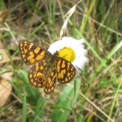 Oreixenica lathoniella (Silver Xenica) at Cotter River, ACT - 21 Mar 2022 by Christine