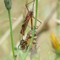 Harpobittacus australis (Hangingfly) at Brindabella, ACT - 21 Mar 2022 by Christine