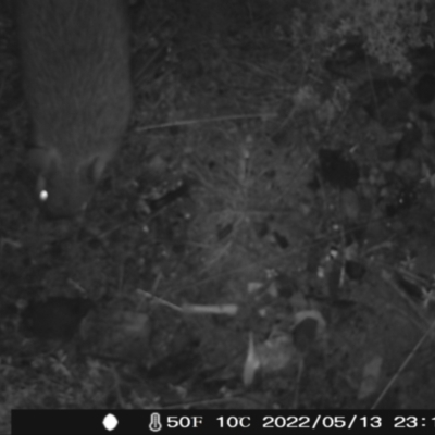 Perameles nasuta (Long-nosed Bandicoot) at Namadgi National Park - 13 May 2022 by heatherb1997