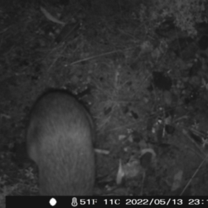 Perameles nasuta at Rendezvous Creek, ACT - 13 May 2022