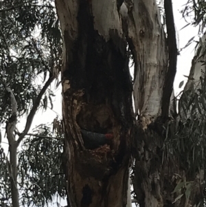 Callocephalon fimbriatum at Hughes, ACT - suppressed