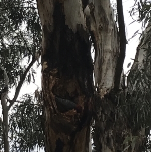 Callocephalon fimbriatum at Hughes, ACT - 13 May 2022