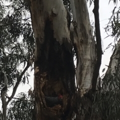 Callocephalon fimbriatum at Hughes, ACT - suppressed