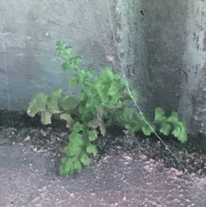 Pleurosorus rutifolius at Phillip, ACT - 10 May 2022