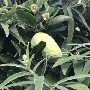 Araujia sericifera at Hughes, ACT - 9 May 2022