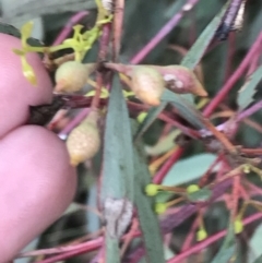 Eucalyptus sideroxylon at Red Hill to Yarralumla Creek - 9 May 2022 04:03 PM