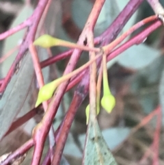 Eucalyptus sideroxylon at Red Hill to Yarralumla Creek - 9 May 2022 04:03 PM