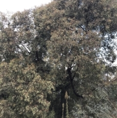 Eucalyptus sideroxylon at Red Hill to Yarralumla Creek - 9 May 2022 04:03 PM