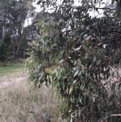 Eucalyptus sideroxylon at Red Hill to Yarralumla Creek - 9 May 2022 04:03 PM