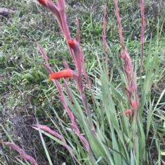 Gladiolus dalenii (Gladioli) at Hughes, ACT - 9 May 2022 by Tapirlord