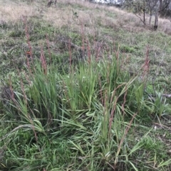 Gladiolus dalenii at Hughes, ACT - 9 May 2022 03:52 PM